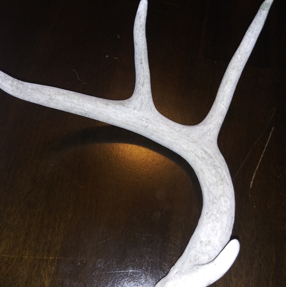 Deer Antler Bleached - Picture 3 of 3